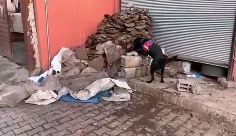 Tezek yığınları arasında uyuşturucu hapları narkotik köpeği buldu