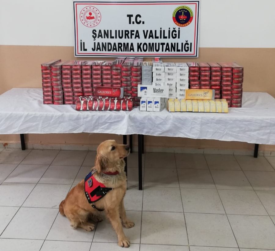 2.483 paket kaçak sigara ele geçirildi.