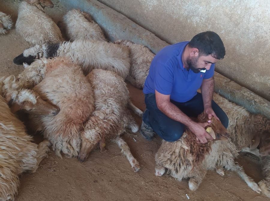 Şanlıurfa’da 150 koyun yediği bitkiden telef oldu