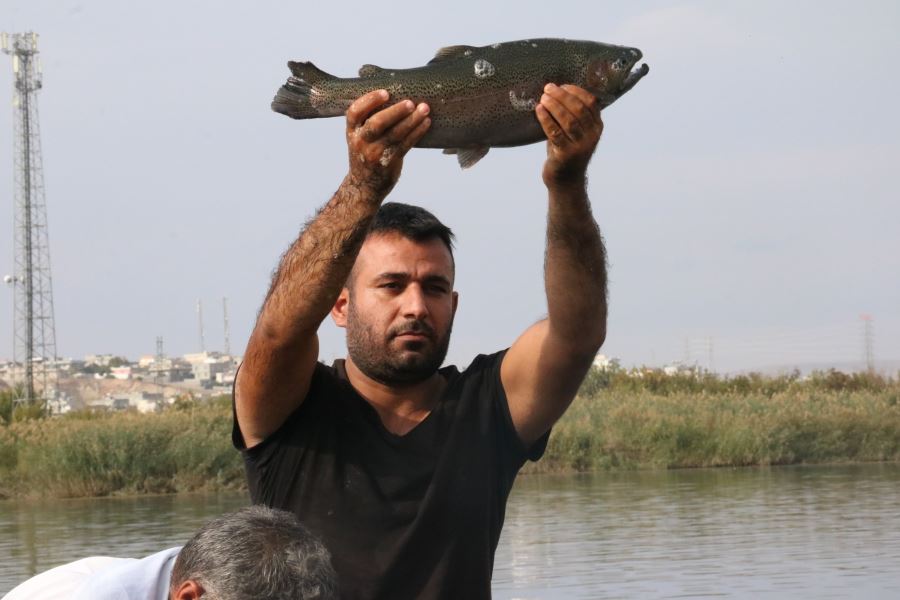 Piyasada Norveç somonu diye satılan balıklar Fırat Nehri