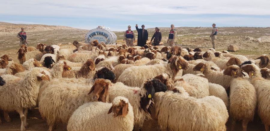 Şanlıurfa’da küçükbaş hayvan hırsızlığı: 2 tutuklama