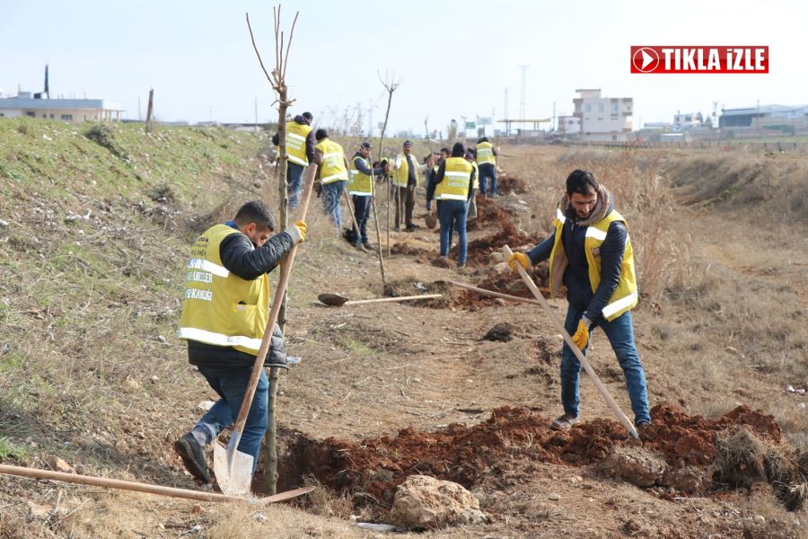 BÜYÜKŞEHİR MEYVE VEREN AĞAÇLAR DİKİYOR