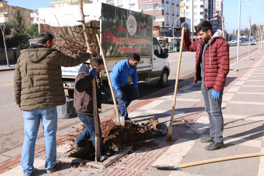 Kuruyan ve kırılan ağaçların yerine yenileri dikiliyor