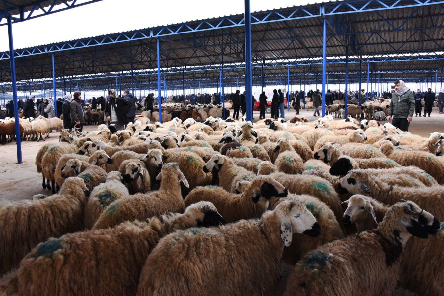 Güneydoğu’nun En Büyük Canlı Hayvan Pazarı Hizmete Açıldı.