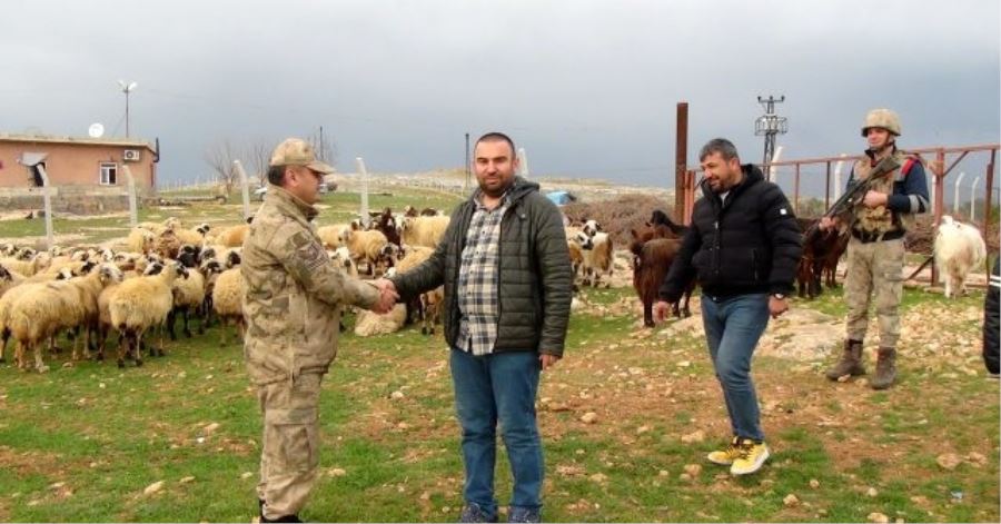 Jandarma çalınan 120 küçükbaş hayvanı buldu