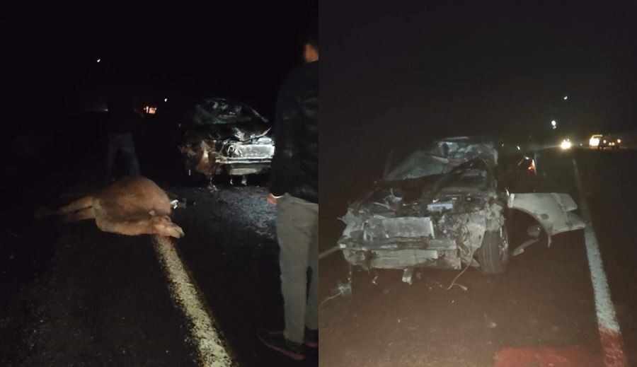 Otomobil deve sürüsünün arasına daldı: 4 deve telef oldu