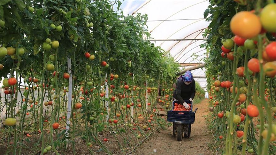Bakanlıktan tarladaki çiftçiye Kovid-19 uyarısı 
