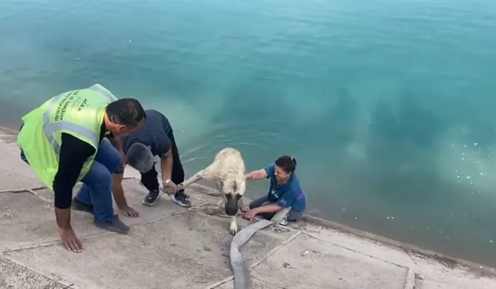 İKİ ÇOCUKLU KAHRAMAN ANNE FIRAT