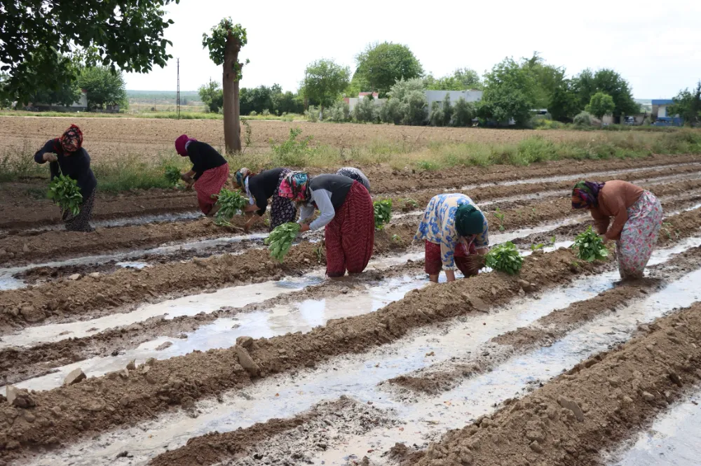 ŞANLIURFA YEMEKLERİNİN VAZGEÇİLMEZ SEBZESİ TOPRAKLA BULUŞUYOR