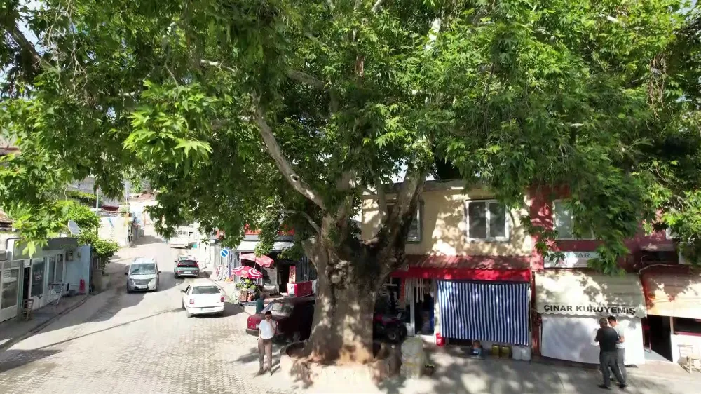‘ANIT AĞAÇ