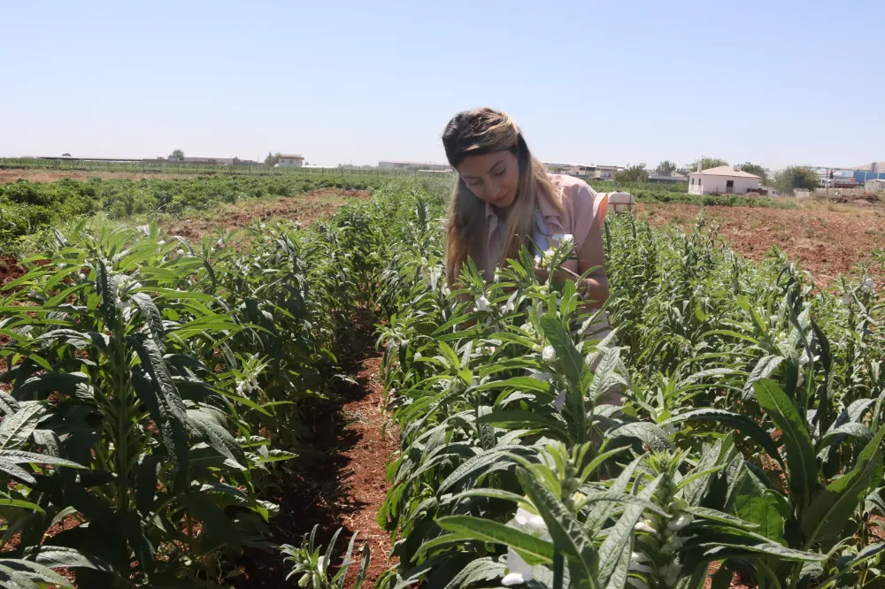 URFA SUSAMI, ŞANLIURFA BÜYÜKŞEHİR BELEDİYESİ İLE YENİDEN HAYAT BULUYOR