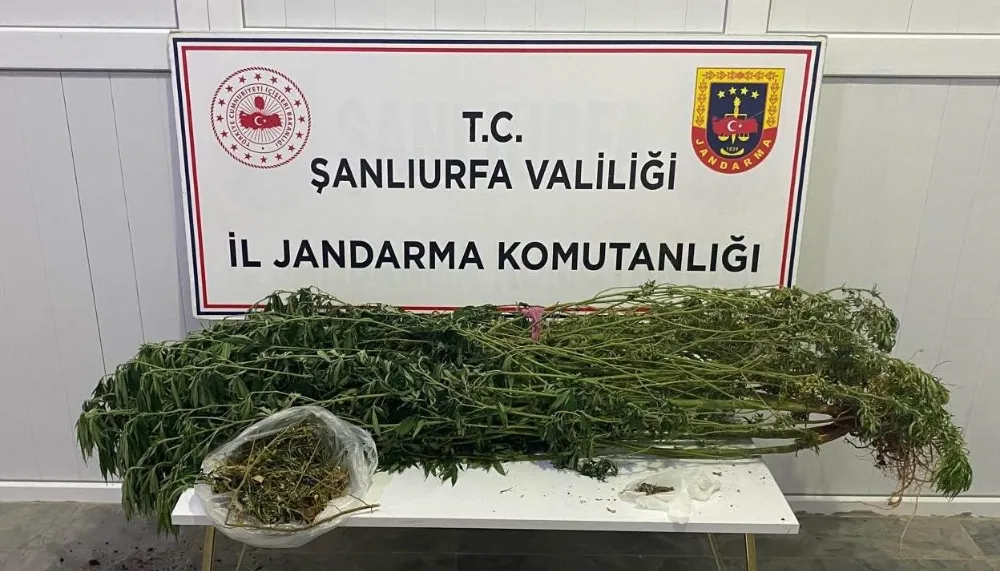 ŞANLIURFA’DA UYUŞTURUCU OPERASYONU: 12 GÖZALTI