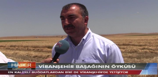 TÜRKİYENİN EN KALİTELİ BUĞDAYI VİRANŞEHİR DE 
