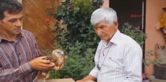 YARALI ŞAHİN DOĞAYA BIRAKILDI