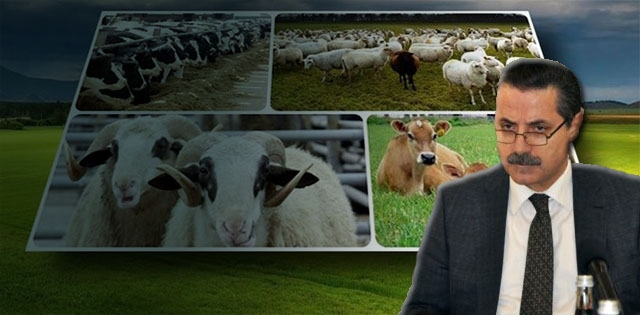 BAKAN ÇELİK: HAYVANCILIĞA DESTEK VERİLECEK
