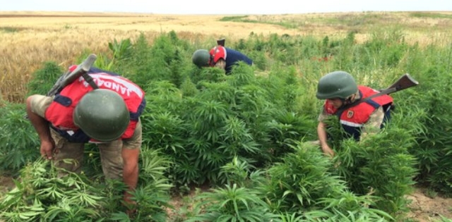 Şanlıurfa`da Kenevir Operasyonu