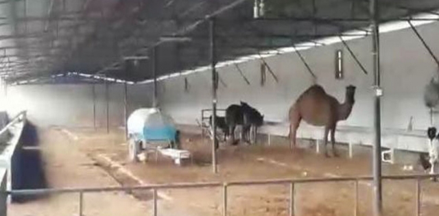 Tefeciler, veterinerin devesine el koymuş