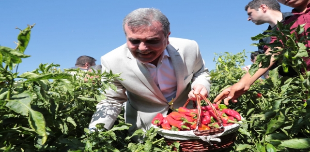 ŞANLIURFA`DA İSOT HASADI FESTİVALLE RENKLENDİ