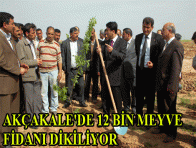 AKÇAKALE`DE 12 BİN MEYVE FİDANI DİKİLİYOR